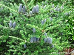 Attēlu rezultāti vaicājumam “Abies koreana”