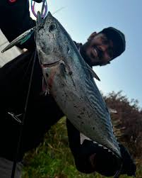 Image result for Euthynnus affinis