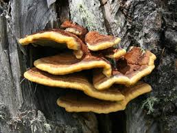 Attēlu rezultāti vaicājumam “Inonotus rheades”