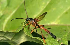 Attēlu rezultāti vaicājumam “Necydalis major”