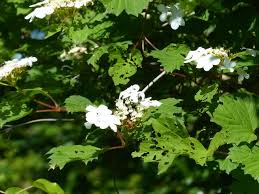 Attēlu rezultāti vaicājumam “Viburnum opulus leaf”