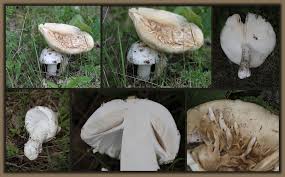 Attēlu rezultāti vaicājumam “Amanita strobiliformis”