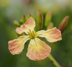 Attēlu rezultāti vaicājumam “Raphanus raphanistrum flower”