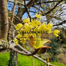 Attēlu rezultāti vaicājumam “Acer platanoides flower”