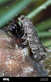 Attēlu rezultāti vaicājumam “Retinia resinella”