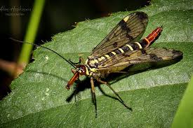 Attēlu rezultāti vaicājumam “Panorpa communis imago”