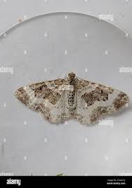 Attēlu rezultāti vaicājumam “Epirrhoe tristata imago”