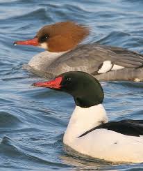 Attēlu rezultāti vaicājumam “Mergus merganser”