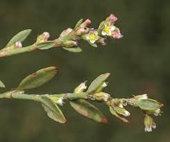 Attēlu rezultāti vaicājumam “Polygonum arenastrum flower”