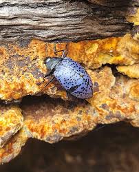 Attēlu rezultāti vaicājumam “Erotylidae”