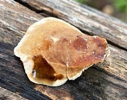 Attēlu rezultāti vaicājumam “Stereum fasciatum”