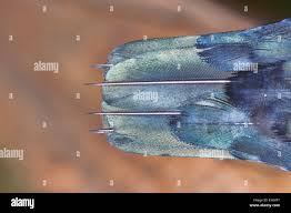 Image result for Hirundapus caudacutus