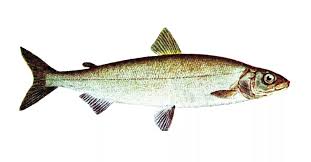 Image result for Coregonus oxyrinchus