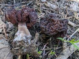 Attēlu rezultāti vaicājumam “Gyromitra esculenta”
