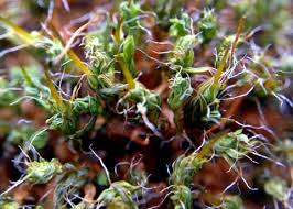 Attēlu rezultāti vaicājumam “Syntrichia papillosa”