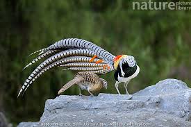 Image result for Chrysolophus amherstiae