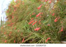 Attēlu rezultāti vaicājumam “Scrophulariaceae”