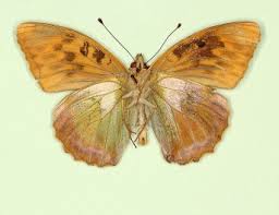 Attēlu rezultāti vaicājumam “Argynnis paphia underside”