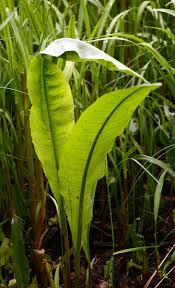 Attēlu rezultāti vaicājumam “Rumex hydrolapathum leaf”