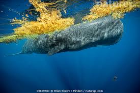 Attēlu rezultāti vaicājumam “Physarum penetrale macro”