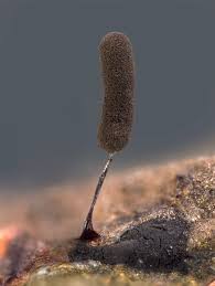 Attēlu rezultāti vaicājumam “Stemonaria irregularis macro”