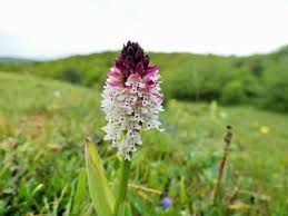 Attēlu rezultāti vaicājumam “Orchis ustulata”