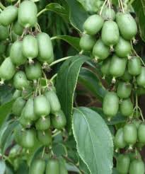 Attēlu rezultāti vaicājumam “Urtica dioica fruit”