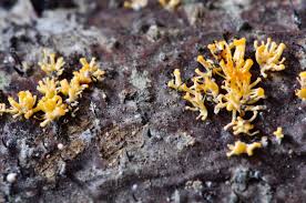 Attēlu rezultāti vaicājumam “Physarum pezizoideum spores”