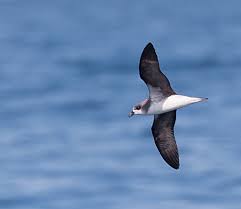 Image result for Pterodroma feae