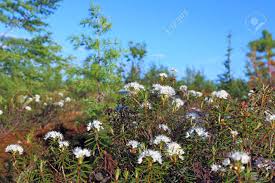 Attēlu rezultāti vaicājumam “Ledum palustre fruit”