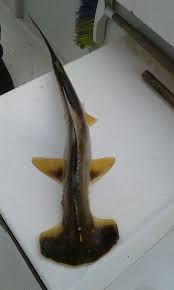 Image result for Sphyrna corona