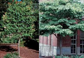 Attēlu rezultāti vaicājumam “Syringa reticulata subsp. amurensis leaf”