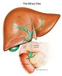 The death of the <b>liver</b> cells