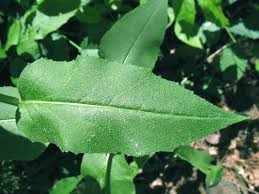 Attēlu rezultāti vaicājumam “Hesperis matronalis bud”