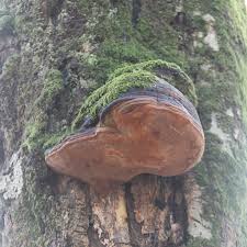 Attēlu rezultāti vaicājumam “Phellinus robustus”