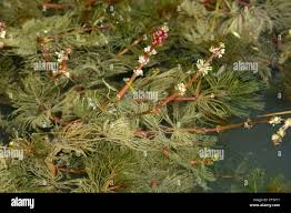 Attēlu rezultāti vaicājumam “Haloragaceae”