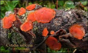Attēlu rezultāti vaicājumam “Cytidia salicina”