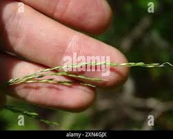 Attēlu rezultāti vaicājumam “Cinna latifolia”