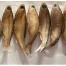 Image result for Rutilus caspicus