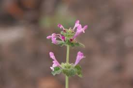 Attēlu rezultāti vaicājumam “Lamium amplexicaule”