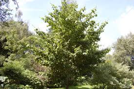 Attēlu rezultāti vaicājumam “Acer rufinerve”