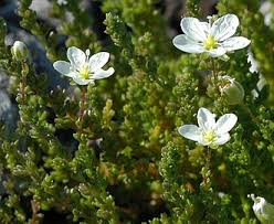 Attēlu rezultāti vaicājumam “Sagina nodosa”