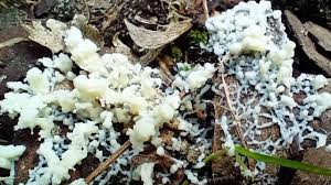 Attēlu rezultāti vaicājumam “Fuligo candida plasmodium”