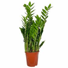 Image result for zamiokulkas