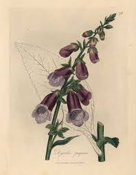Attēlu rezultāti vaicājumam “Digitalis purpurea”