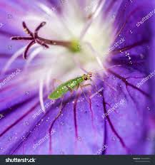 Attēlu rezultāti vaicājumam “Dicyphus nymph”