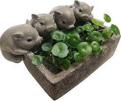 「銅錢草」的圖片搜尋結果