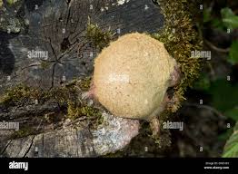 Attēlu rezultāti vaicājumam “Fuligo septica cf. rufa”