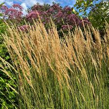 Attēlu rezultāti vaicājumam “Calamagrostis purpurea”