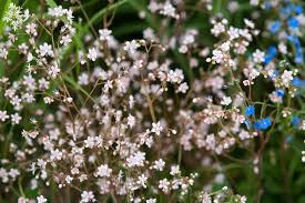 Attēlu rezultāti vaicājumam “Saxifraga cymbalaria fruit”